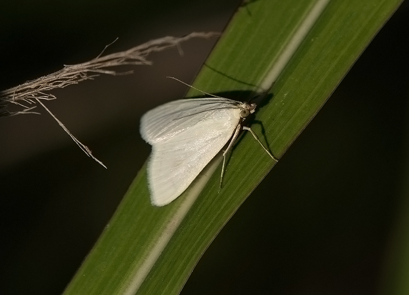 Sitochroa palealis